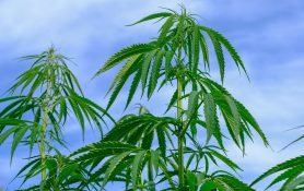 hemp, cannabis sativa, nature, crop, agriculture, plug, green, industrial hemp, growth, summer, hemp leaf, leaves